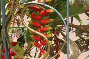 Sweetsop Jamaica Villa and Tour